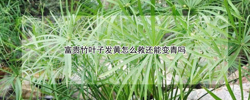 富贵竹叶子发黄怎么救还能变青吗