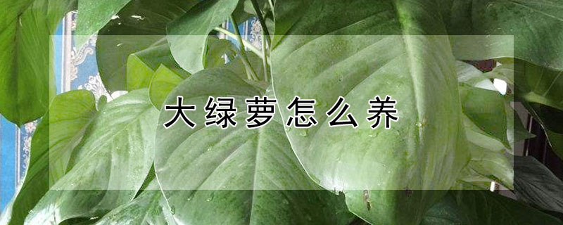 大绿萝怎么养