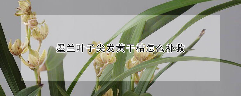 墨兰叶子尖发黄干枯怎么补救