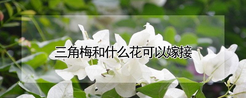 三角梅和什么花可以嫁接 三角梅用什么嫁接好