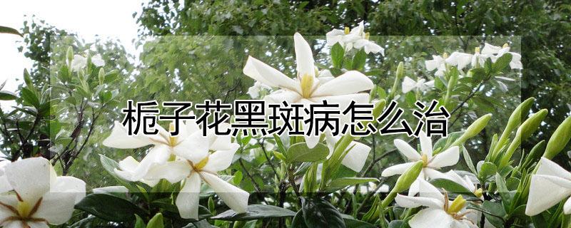 栀子花黑斑病怎么治（栀子花叶片黑斑怎么治）