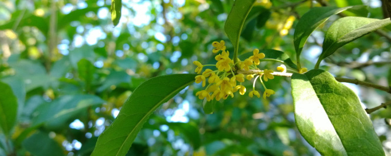 桂花春天开吗