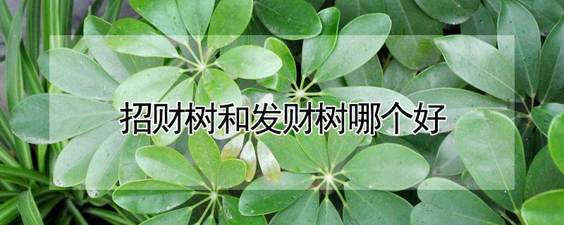 招财树和发财树哪个好（招财树什么样的好）