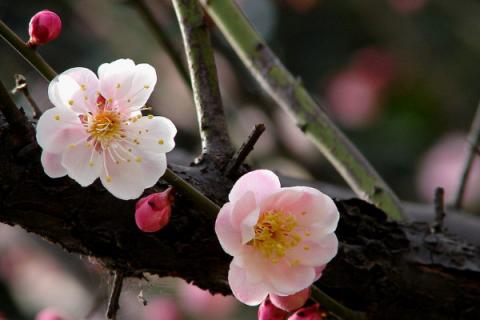 腊梅有了花苞如何浇水施肥