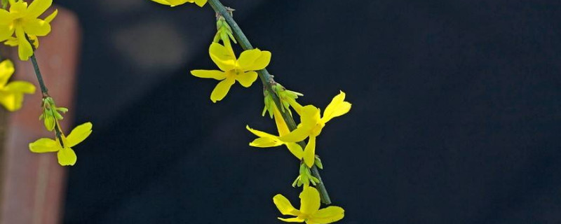 迎春花的栀子干了怎么办 栀子花枝子干了怎么办