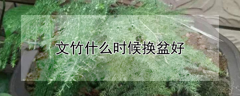 文竹什么时候换盆好