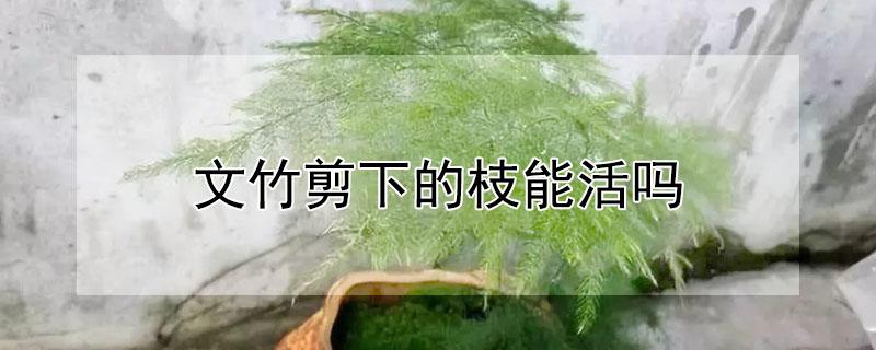 文竹剪下的枝能活吗