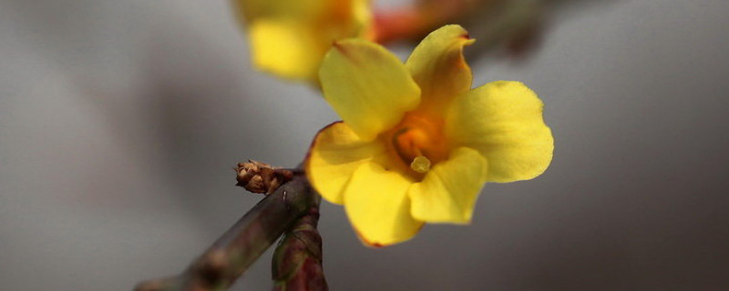 迎春花和桃花哪个先开