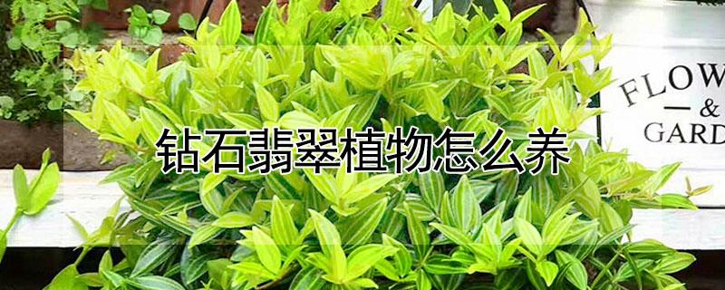 钻石翡翠植物怎么养