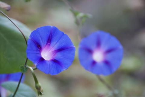 牵牛花喜欢阳光还是阴凉