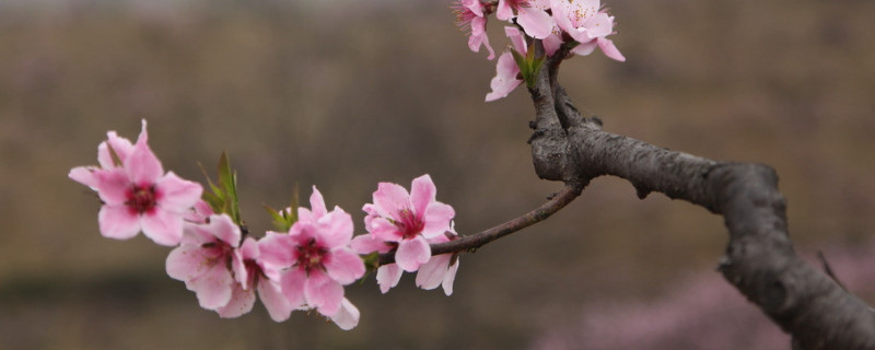 梅花叶子黄了怎么办