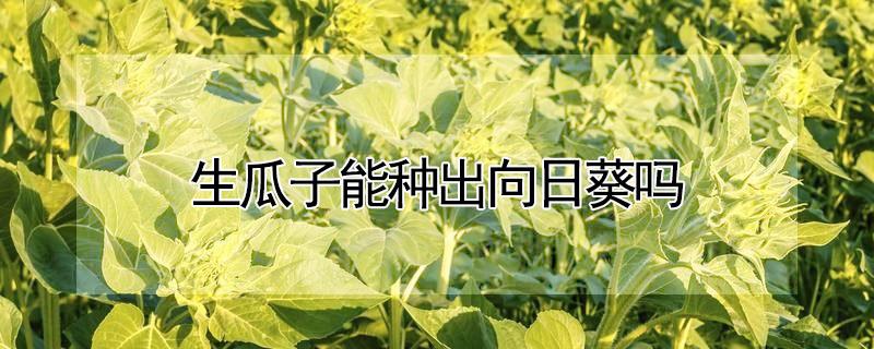 生瓜子能种出向日葵吗 瓜子能种出向日葵吗?