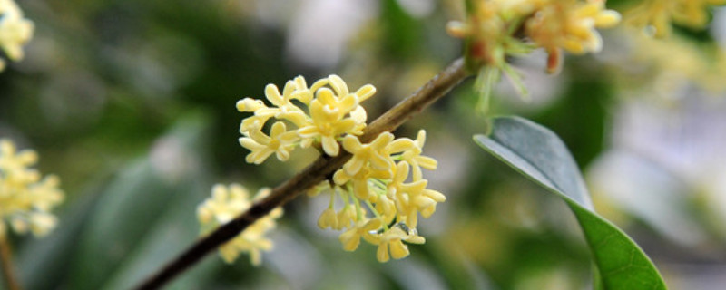 桂花可以水培发根吗（桂花水培生根了怎么移栽用什么土）