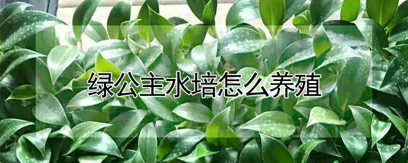 绿公主水培怎么养殖 绿公主植物可以水培吗