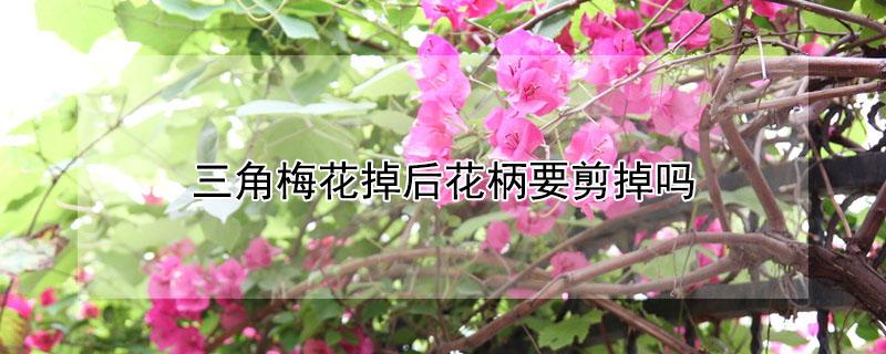 三角梅花掉后花柄要剪掉吗（三角梅花掉了杆需要剪掉吗）