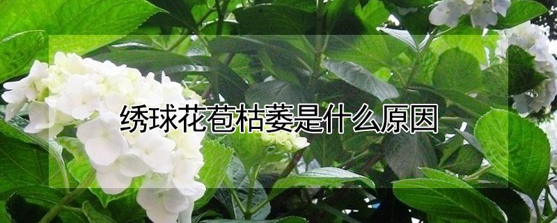 绣球花苞枯萎是什么原因