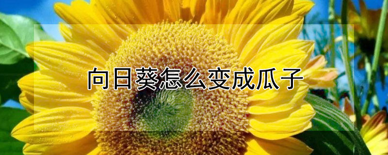 向日葵怎么变成瓜子（向日葵怎么能变成瓜子）