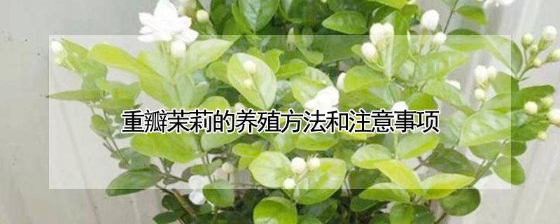 重瓣茉莉的养殖方法和注意事项