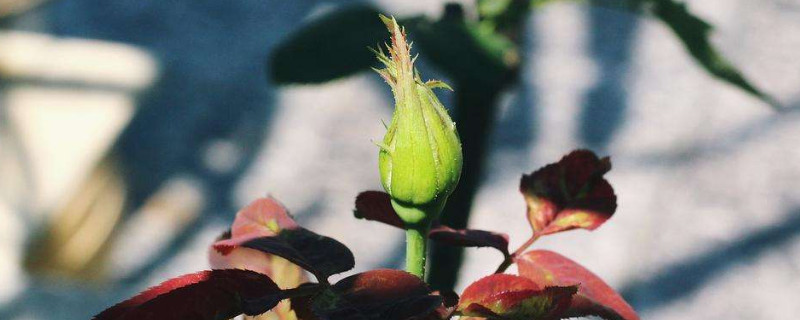 月季花苞期施什么肥