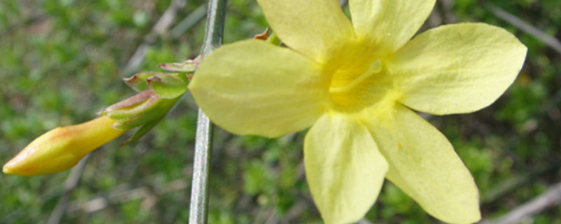 迎春花秋冬季节的养护