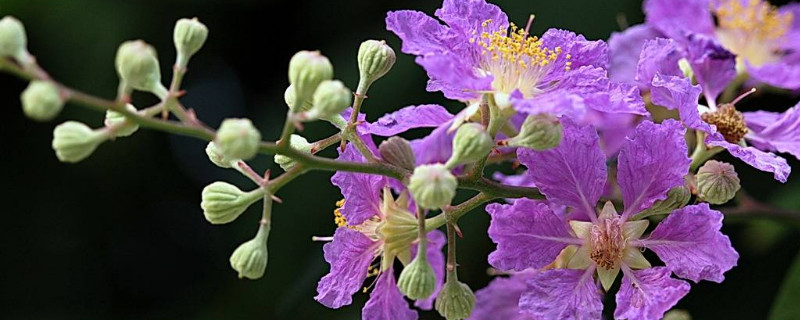 紫薇花什么时候开 紫薇花什么时候开花苞