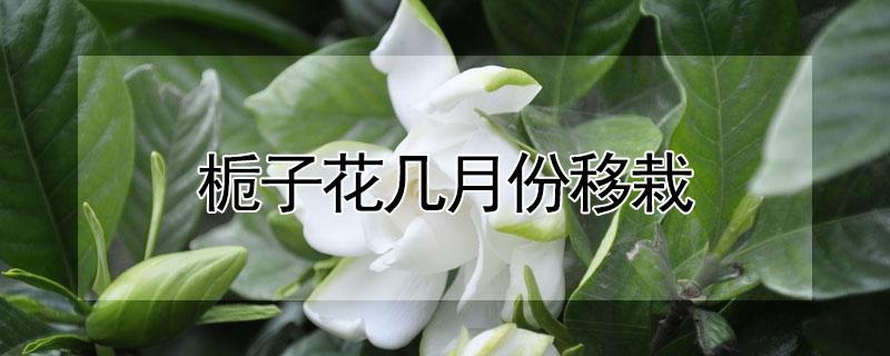 栀子花几月份移栽（栀子花几月份移栽能活吗）