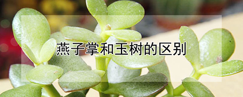 燕子掌和玉树的区别（燕子掌和玉树的区别图解）