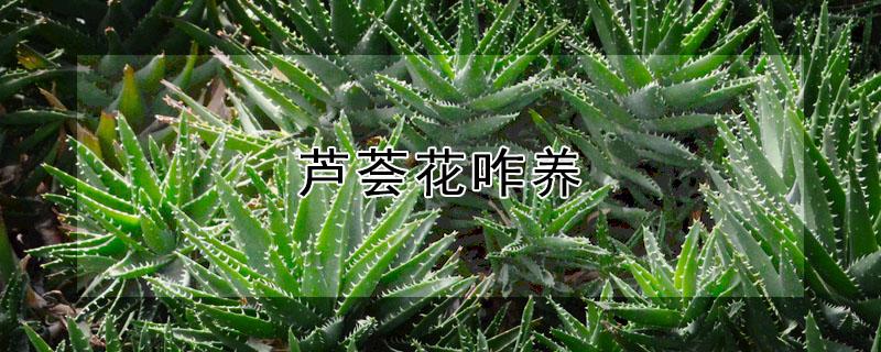 芦荟花咋养