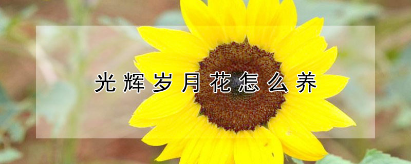 光辉岁月花怎么养