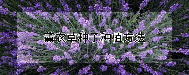 薰衣草种子种植方法