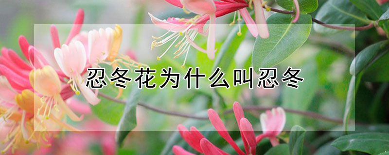 忍冬花为什么叫忍冬 忍冬是花吗