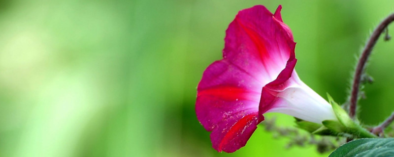 怎样让牵牛花爬藤（怎么让牵牛花爬藤）