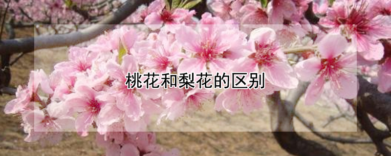 桃花和梨花的区别 桃花跟梨花