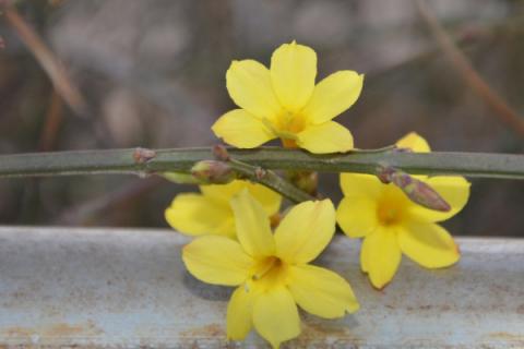 迎春花在什么季节开放