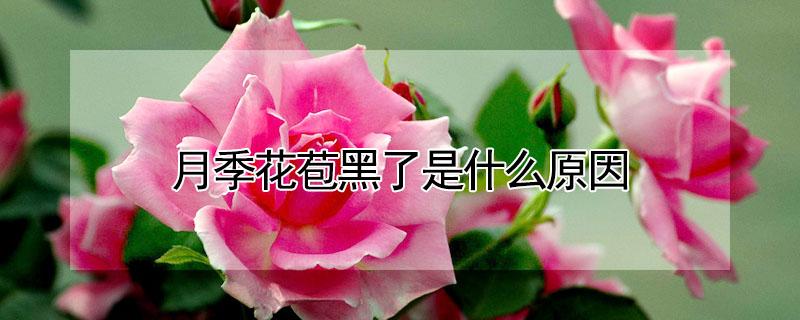 月季花苞黑了是什么原因