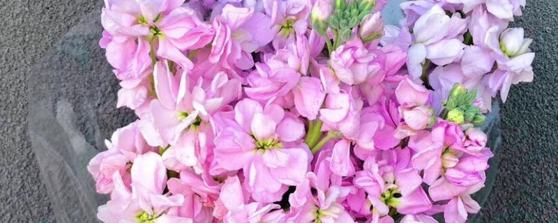 紫罗兰花束养护方法 紫罗兰切花养护