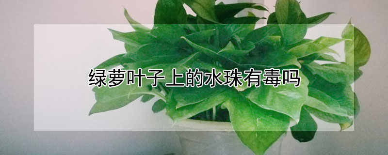 绿萝叶子上的水珠有毒吗