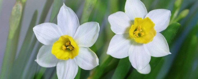 水仙花什么季节开花 水仙花什么季节开花时间