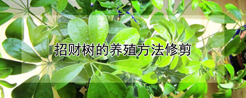 招财树的养殖方法修剪