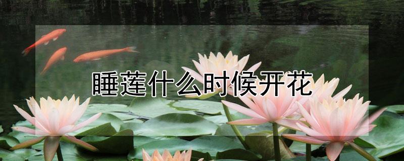 睡莲什么时候开花