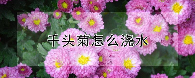 千头菊怎么浇水（千头菊如何浇水）