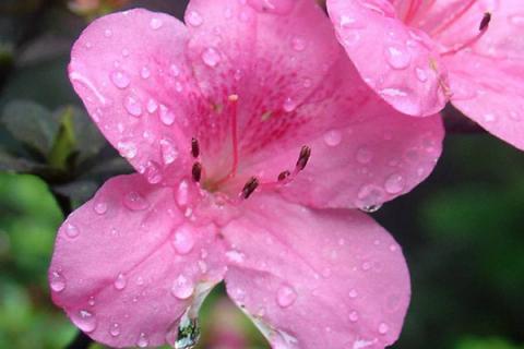 带花苞的杜鹃花怎么浇水