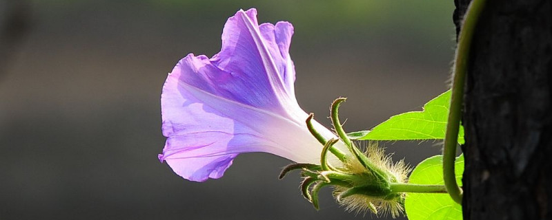 牵牛花为什么要爬藤才能开花