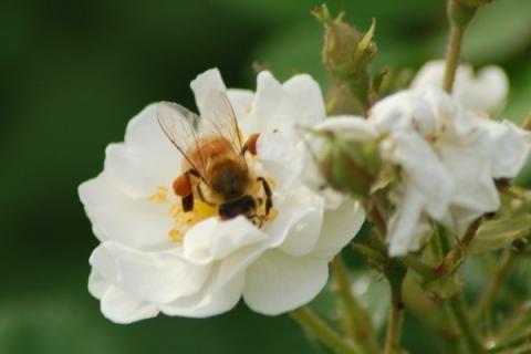 蔷薇花能不能种在庭院