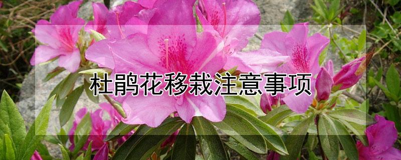 杜鹃花移栽注意事项