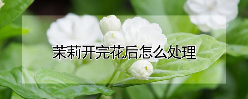 茉莉开完花后怎么处理