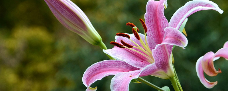 百合花种球怎么越养越大（怎么样才能把百合花球茎养大）