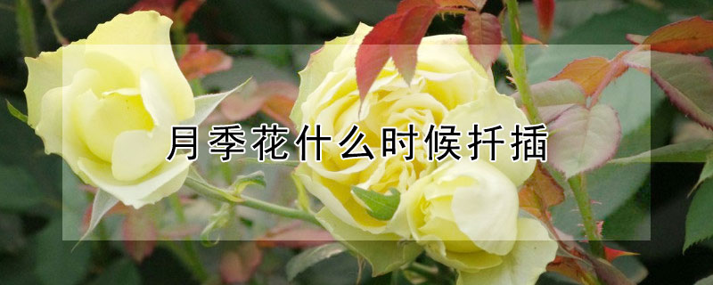 月季花什么时候扦插