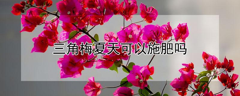 三角梅夏天可以施肥吗