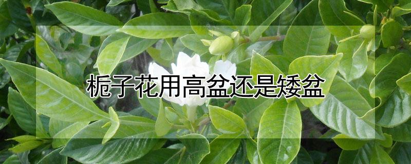 栀子花用高盆还是矮盆（栀子花用高盆还是矮盆好）